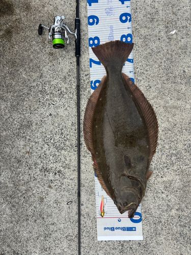 ヒラメの釣果