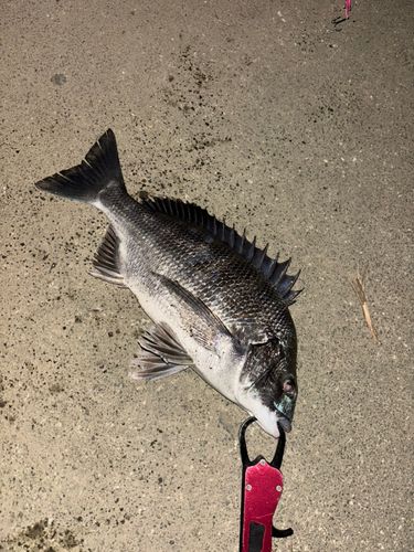 チヌの釣果