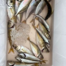 アジ