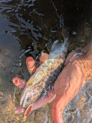 ヤマメの釣果