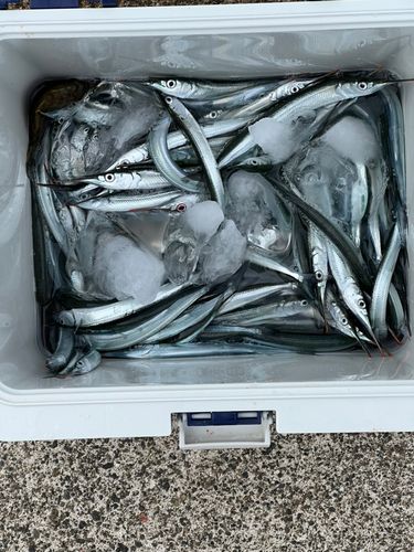 サヨリの釣果