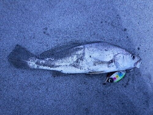 ニベの釣果
