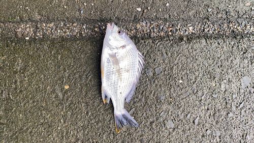 キビレの釣果