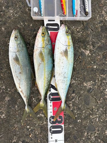 コゾクラの釣果