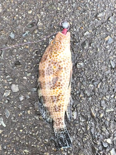 オオモンハタの釣果