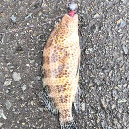 オオモンハタ