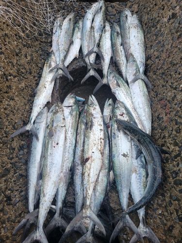 サゴシの釣果