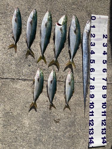 フクラギの釣果