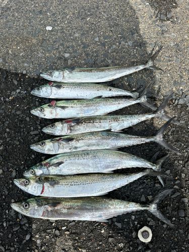 サゴシの釣果