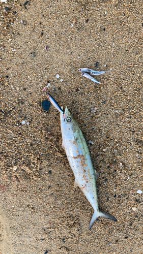 サゴシの釣果