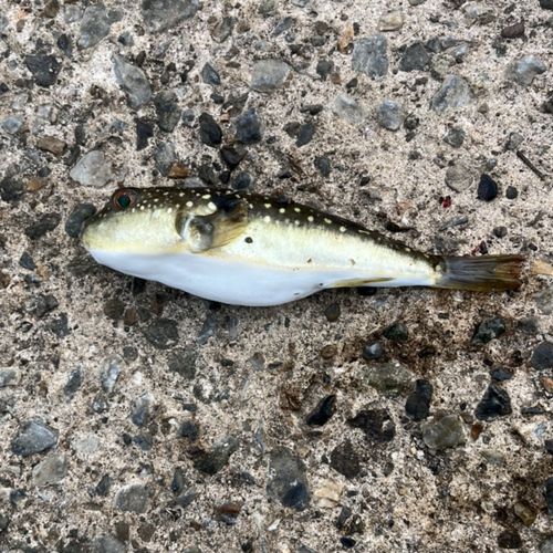 クサフグの釣果