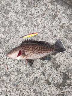 オオモンハタの釣果