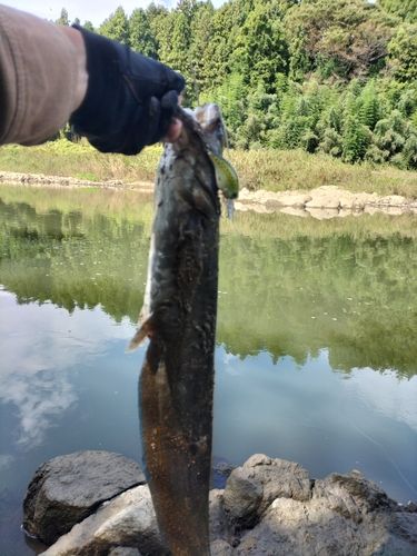 ナマズの釣果