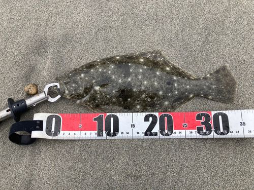 ソゲの釣果