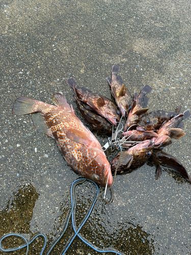 キジハタの釣果