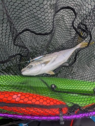 ワカシの釣果