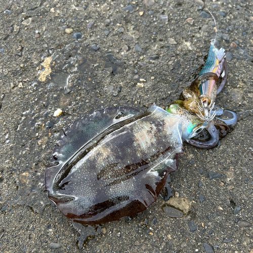 アオリイカの釣果