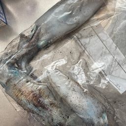 アオリイカ