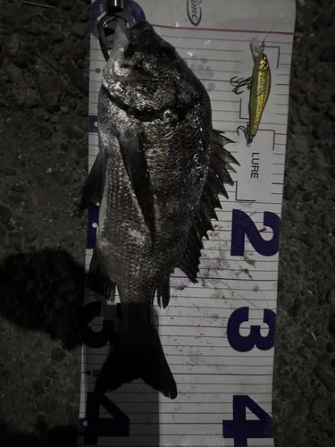 クロダイの釣果