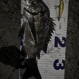 クロダイ
