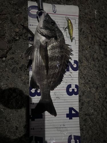 クロダイの釣果