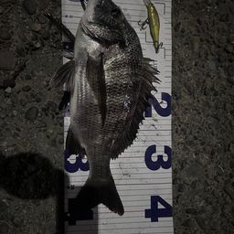 クロダイ