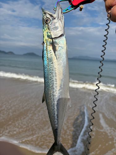 サゴシの釣果