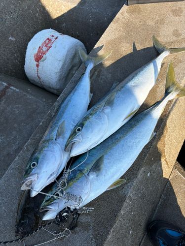 イナダの釣果