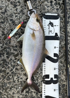 ショゴの釣果