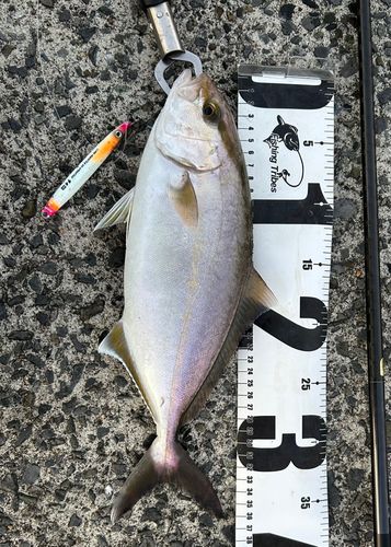 ショゴの釣果