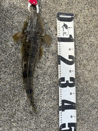 マゴチの釣果