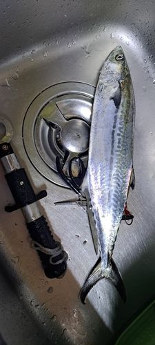 博多湾