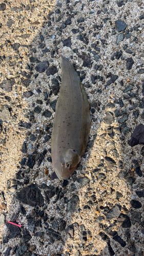 ウシノシタの釣果