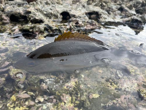 イサキの釣果