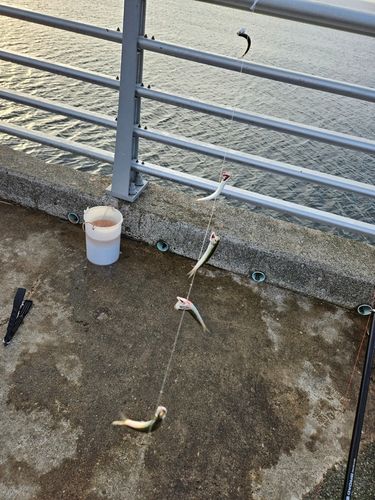 カタクチイワシの釣果