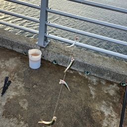 カタクチイワシ