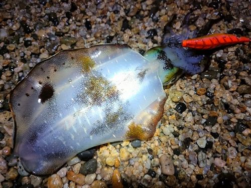 アオリイカの釣果