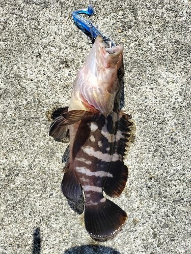 鳥の海
