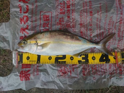 シオの釣果