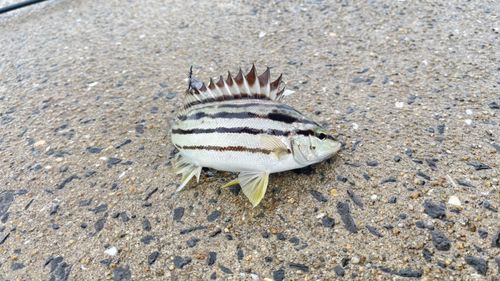 シマイサキの釣果