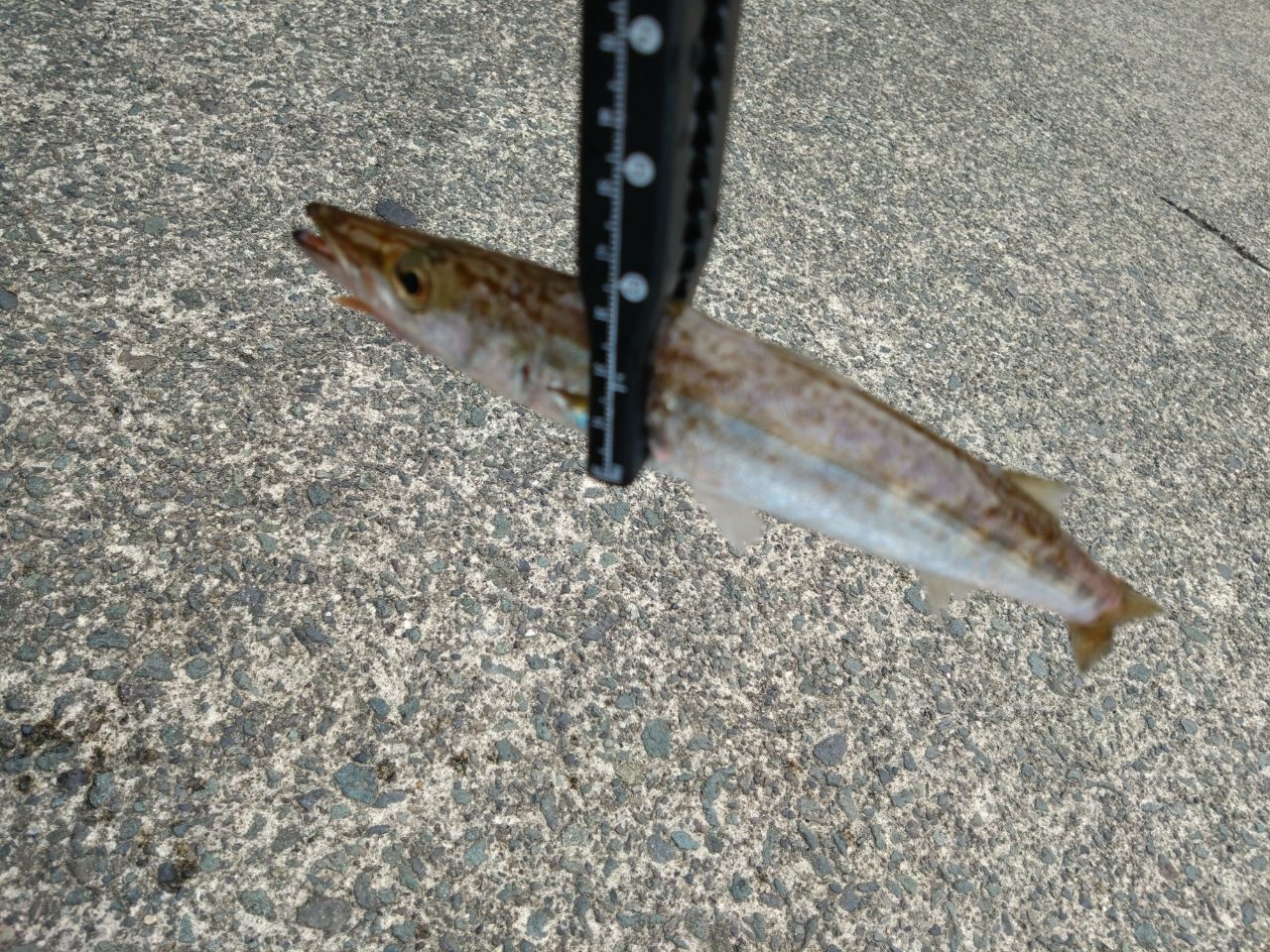 アカカマス
