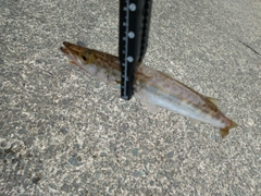 アカカマスの釣果