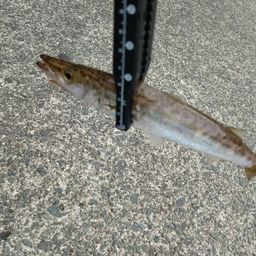アカカマス