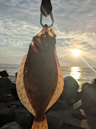 ソゲの釣果