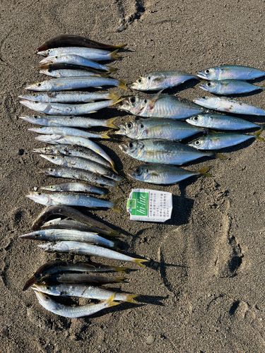 釣果