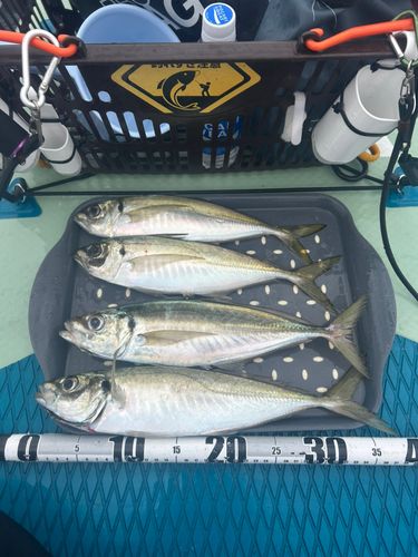 マアジの釣果