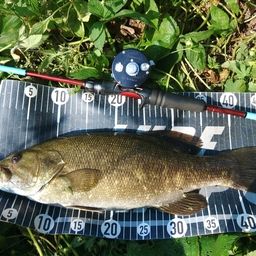 スモールマウスバス