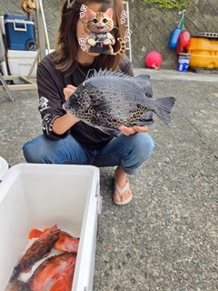 イシガキダイの釣果