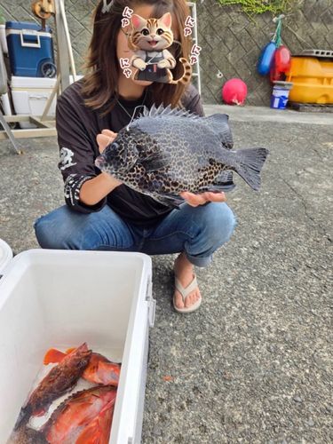 イシガキダイの釣果