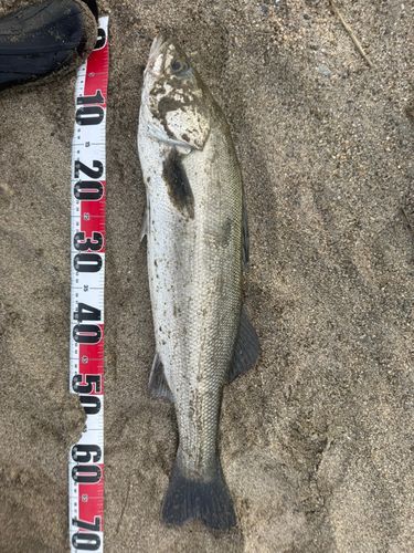 阿武隈川白石川合流